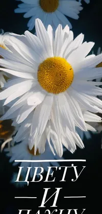 Get captivated by this phone live wallpaper of white daisies