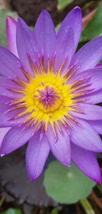 This phone live wallpaper features a stunning purple flower with a bright yellow center and green leaves, surrounded by symbols of nature's wonder