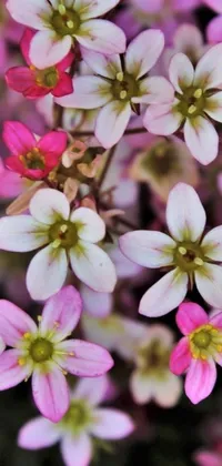 This lovely phone live wallpaper showcases a close-up view of beautiful pink and white flowers against a background filled with tiny, shimmering stars