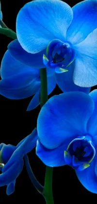This phone live wallpaper showcases a close-up view of a blue flower on a black background