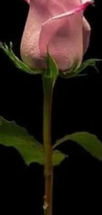 This phone live wallpaper showcases a delicate pink rose on a green stem sitting against a dark background
