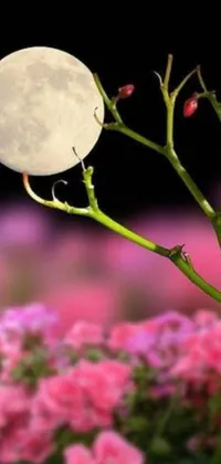 This stunning live wallpaper boasts a beautiful pink flower set against a full moon backdrop