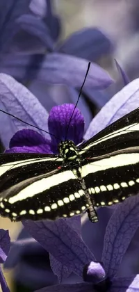 Adorn your phone with a picturesque live wallpaper of a zebra butterfly sitting gracefully on a purple flower