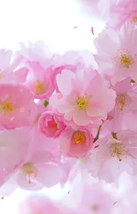 Enjoy the mesmerizing beauty of a pink flower bunch as the focal point of your phone screen with this stunning live wallpaper