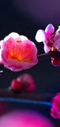 This live wallpaper display for phones features a close-up of a beautiful flower on a branch characterized by the sōsaku hanga art style using traditional Japanese printing techniques