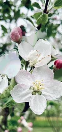 This stunning phone live wallpaper depicts a close-up of apple blossoms on a tree captured by Emma Andijewska