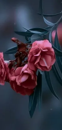 Transform your phone's background with this stunning close up flower live wallpaper
