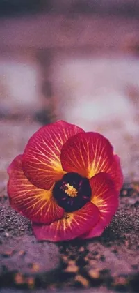 This phone live wallpaper showcases a stunning close-up of a vibrant flower with red and yellow petals and a beautiful violet polsangi in the center