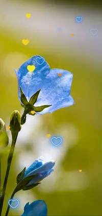 Flower Plant Petal Live Wallpaper