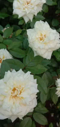 This phone live wallpaper features a beautiful rose garden with white flowers and green leaves