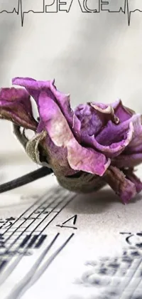 Enhance the appearance of your phone with a stunning live wallpaper featuring a purple rose on top of a vintage music sheet