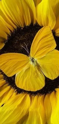 This live phone wallpaper features a stunning photorealistic image of a yellow butterfly sitting atop a vibrant sunflower