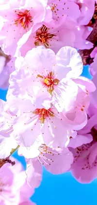 This phone live wallpaper features a digital art image of a close up of colorful almond blossom flowers on a tree
