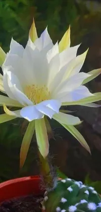 This stunning phone live wallpaper features a beautiful white flower resting atop a vibrant green plant