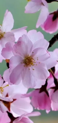 Enhance your phone's screen with this stunning live wallpaper featuring a close up of pink flowers