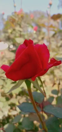 This live wallpaper features a single red rose in full bloom in a lush, verdant garden