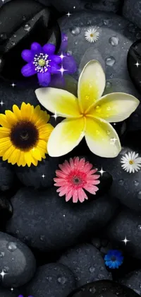 Looking for a beautiful and colorful live wallpaper for your phone? Check out this stunning wallpaper featuring an arrangement of flowers on top of a pile of rocks