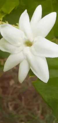 This live wallpaper features a stunning white flower against a vibrant green leaf backdrop