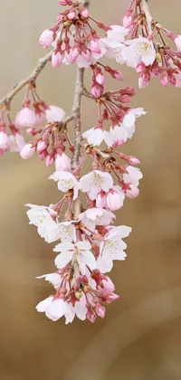 Cherry Blossom 🌸 Live Wallpaper