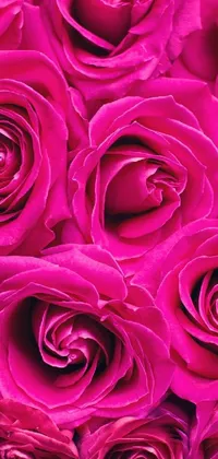 pink roses Live Wallpaper