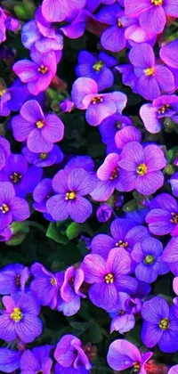 Get ready to add some serious vibrancy and color to your phone's screen with this stunning live wallpaper! Featuring a digital rendering of a close-up shot of a bunch of beautiful purple flowers, this wallpaper boasts vivid, highly saturated colors that are sure to catch the eye