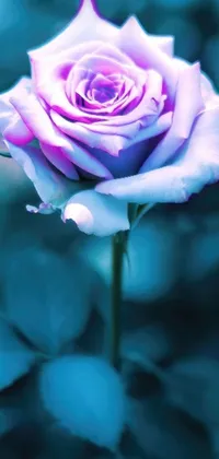 This phone live wallpaper features a stunning purple rose resting on a vibrant green field