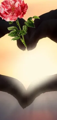 This live phone wallpaper features a heart shape made with hands growing from a giant rose against a backdrop of salvia divinorum