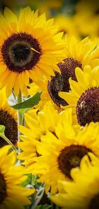 This phone live wallpaper features a field of yellow sunflowers captured in fine art style using a 50mm close up lens