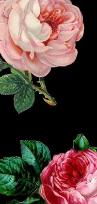 This live phone wallpaper features three exquisite pink roses with green leaves against a black backdrop, reminiscent of vintage designs