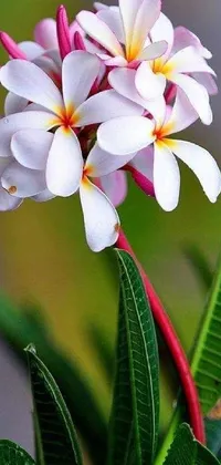 Get enchanted by our phone live wallpaper featuring a close-up of a vibrant plumeria flower in full bloom