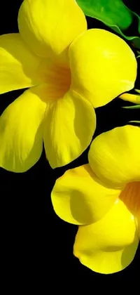 This phone wallpaper boasts two yellow tropical flowers and green leaves on a sleek black background