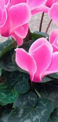This live wallpaper features a beautiful potted plant with pink flowers in closeup view