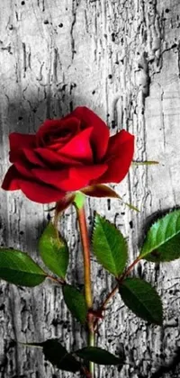 This phone live wallpaper features a captivating scene of a red rose on a rustic wooden table