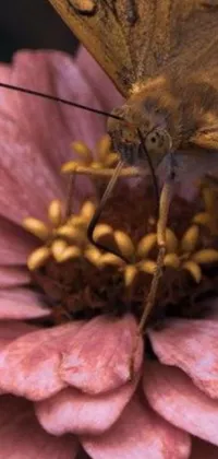 A mesmerizing phone live wallpaper showcasing a brown butterfly resting on top of a pink flower in stunning detail by Linda Sutton