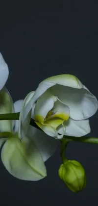 This captivating phone live wallpaper depicts a close-up, macro photograph of a white flower on a stem