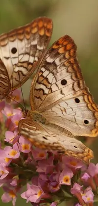 This phone live wallpaper is inspired by nature and features two butterflies resting on a flower