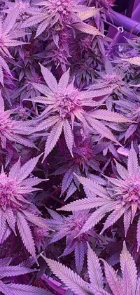 This stunning live wallpaper depicts a purple marijuana plant greenhouse, highly-detailed and illuminated by soft pink lighting