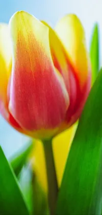 tulip Live Wallpaper