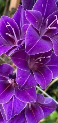 This phone live wallpaper showcases a beautiful and detailed close-up of a stunning purple flower