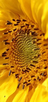 This live wallpaper for your phone features a vibrant close-up photo of a sunflower taken in Colorado
