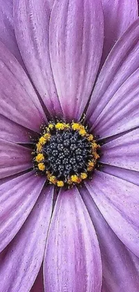Enhance your phone's visual appeal with a mesmerizingly detailed live wallpaper depicting a beautiful purple daisy in bloom