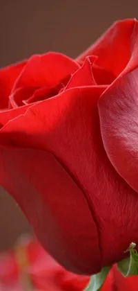 This phone live wallpaper depicts a beautiful close-up of a red rose in a vase with animated petals swaying in the breeze