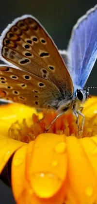 This phone live wallpaper showcases a vividly colored butterfly perched on a yellow flower