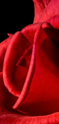 This live wallpaper features a stunning close-up photograph of a crimson red rose