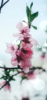 This phone live wallpaper is a beautiful botanical creation capturing the delicate beauty of a blooming flower on a tree