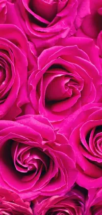 Introducing the Pink Roses Live Wallpaper for your phone! This digital rendering features a close-up of a bunch of beautiful pink roses, creating a bright and sophisticated look that will enhance the fuchsia skin of your device