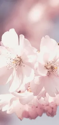 This smartphone live wallpaper is a stunning depiction of intricately detailed flowers on a cherry blossom tree