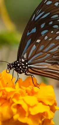This phone live wallpaper showcases a captivating view of a butterfly perched on a marigold flower