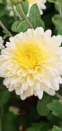 This phone live wallpaper showcases a stunning close-up view of a yellow and white arabesque chrysanthemum eos-1d flower