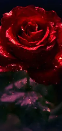 This phone live wallpaper showcases a stunning digital rendering of a close-up red rose set against a black backdrop